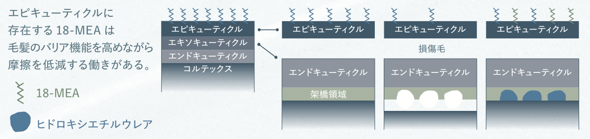 エピキューティクル 18-MEA 構造説明図