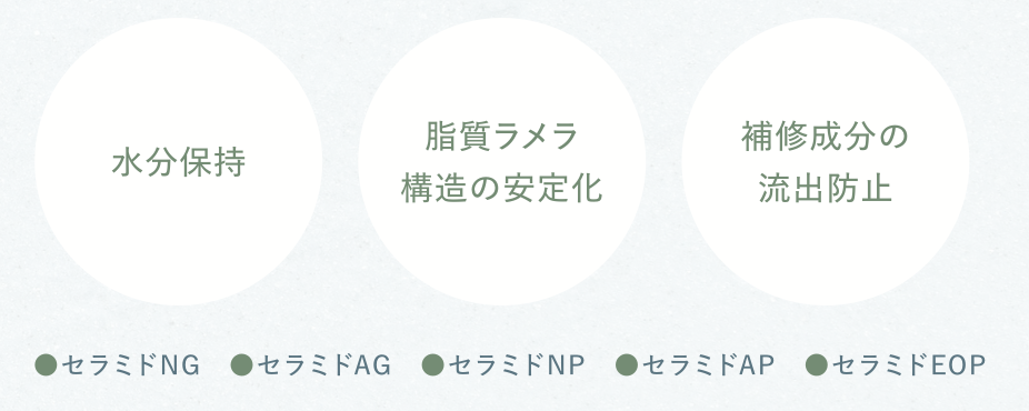 5種セラミドのはたらき